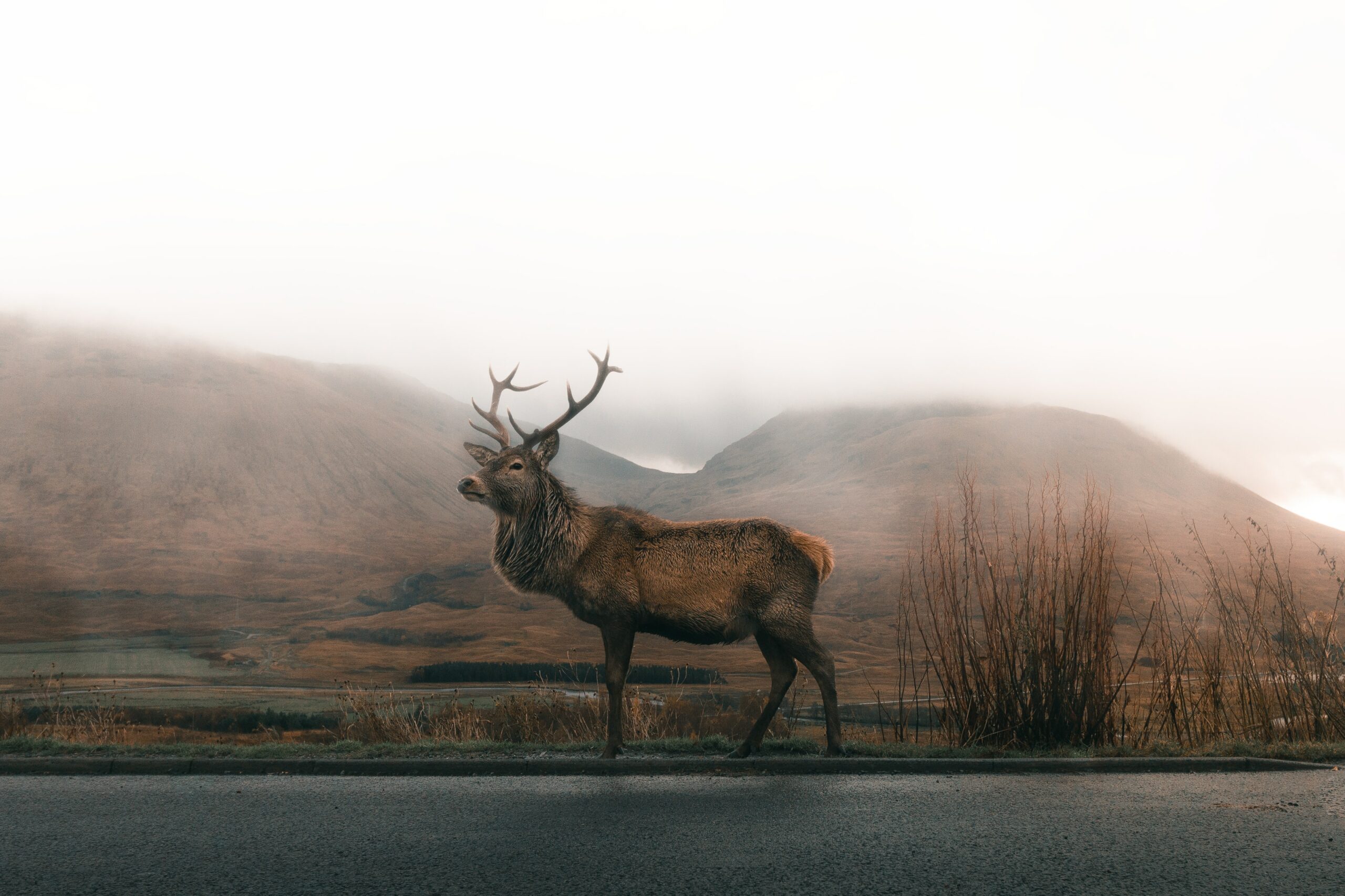 When did the Irish Elk go Extinct? 