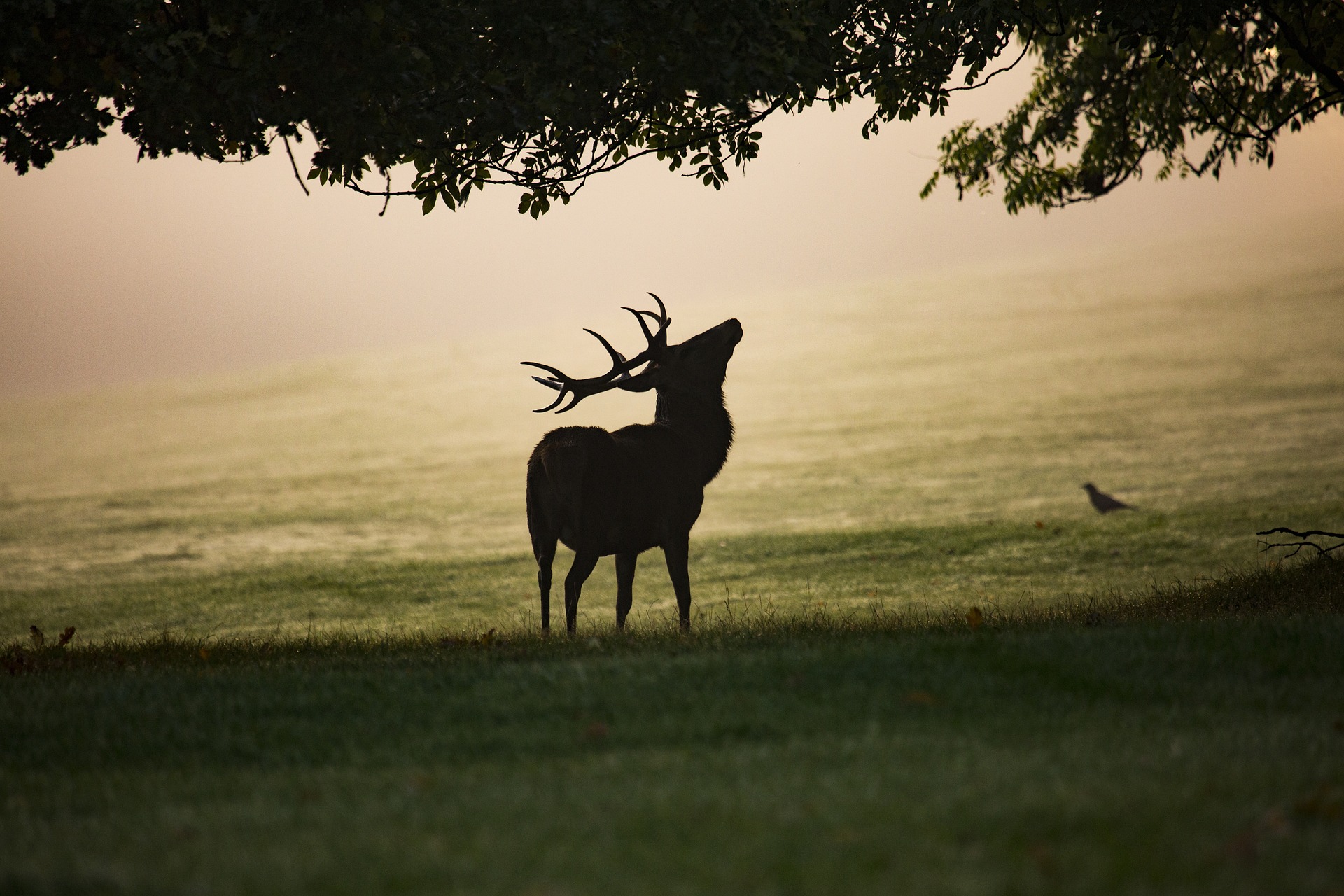 What Animals are Native to Ireland? 